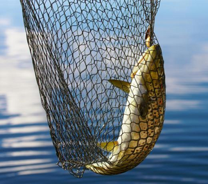 Knotless Fishing Net