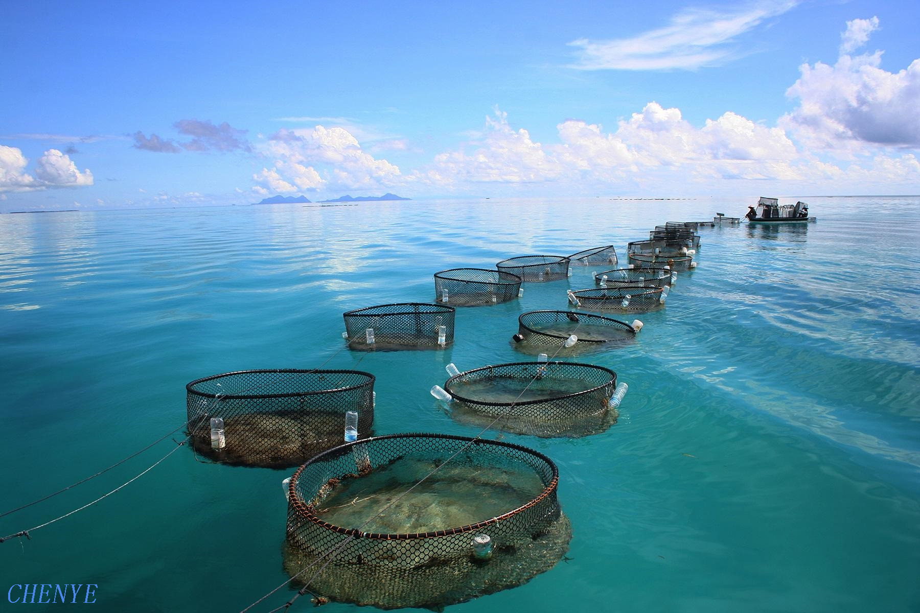 fish cage net...jpg